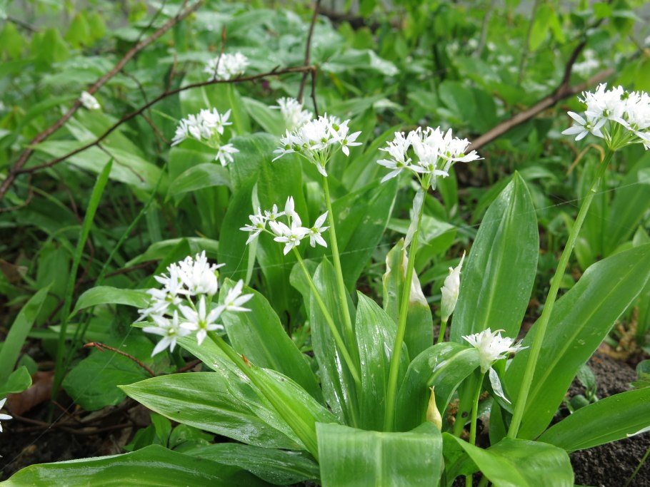 Allium ursinum черемша
