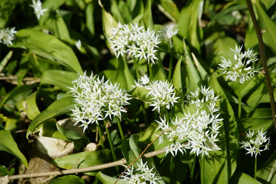 Лук Медвежий черемша Биотехника