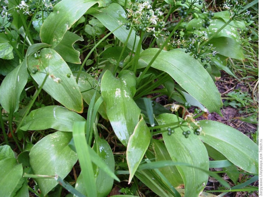 Картинки черемша Медвежонок