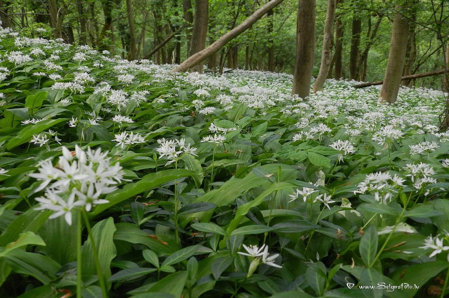 Соцветие у черемши