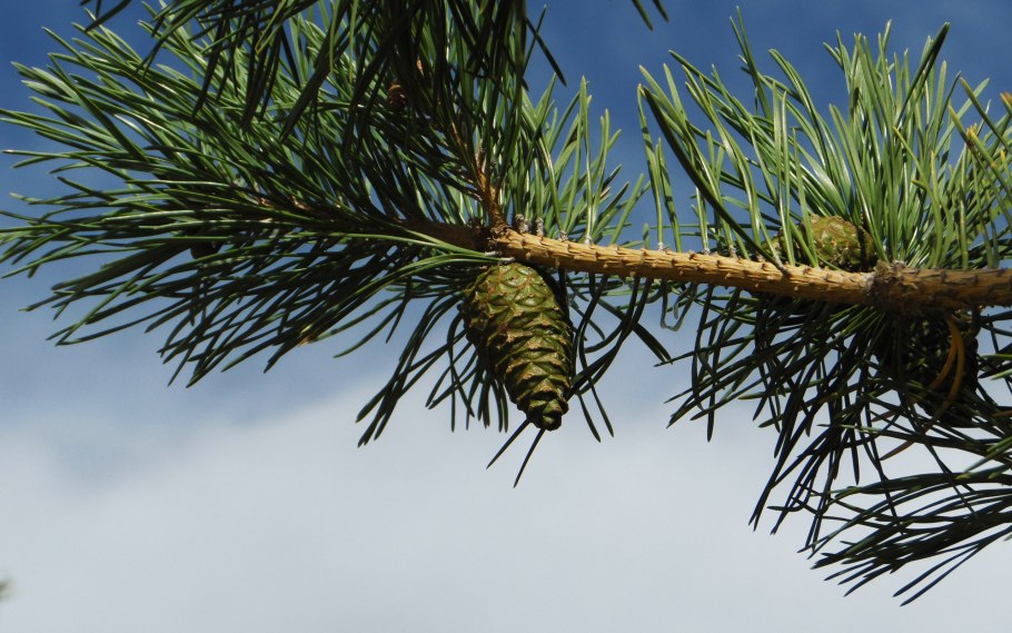 Веточка Сибирский кедр