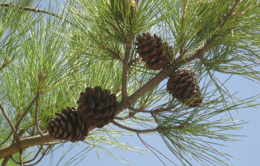 Сосна калабрийская шишки