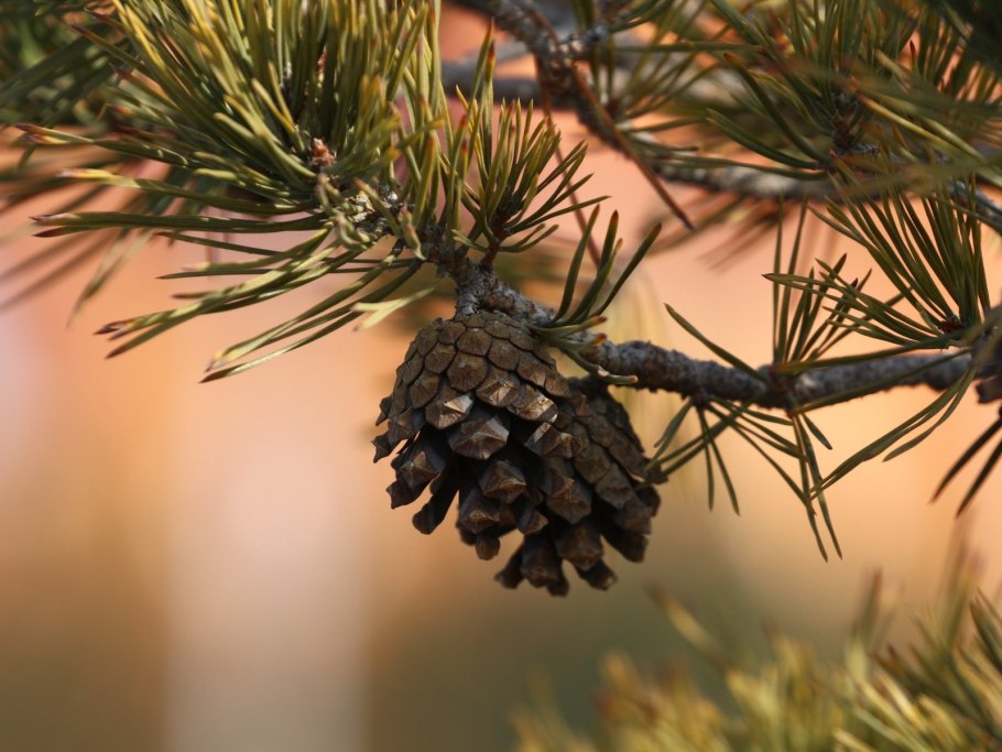 Пиния сосна шишка
