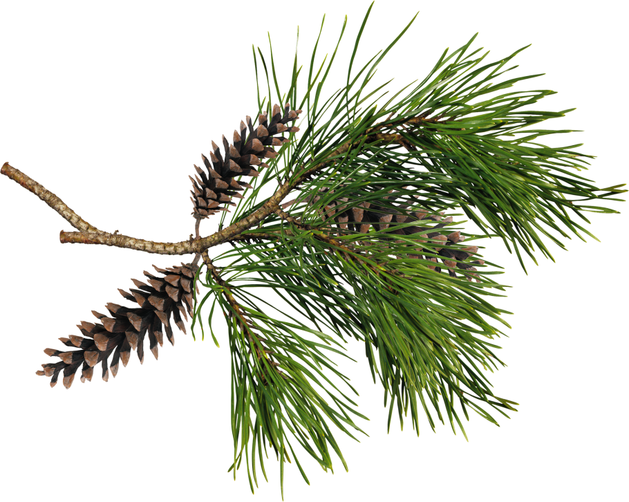 Ветка хвои