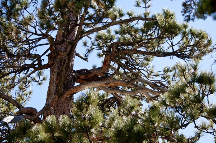 Сосна обыкновенная Ишим