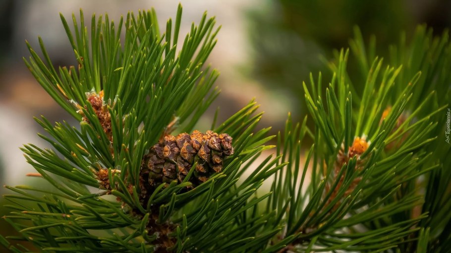 Сосна обыкновенная хвоинкf