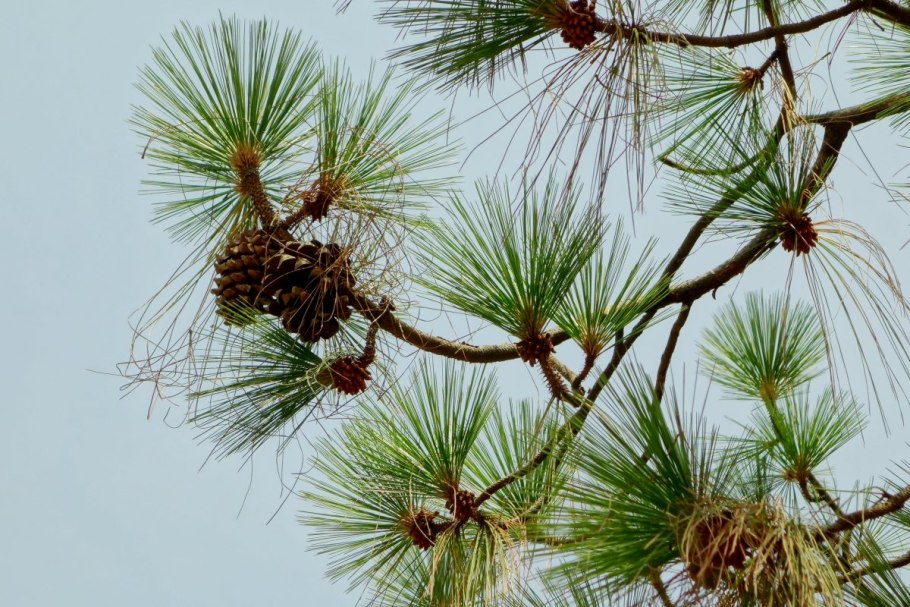 Ветвь сосна Сибирская Кедровая