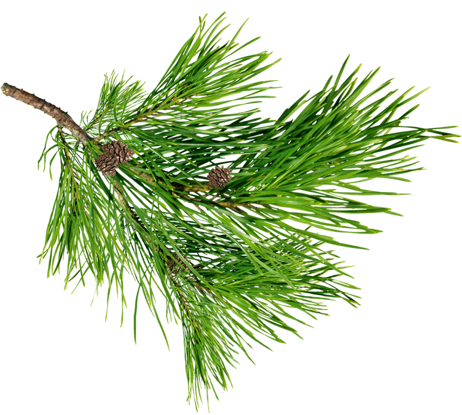 Листья сосны