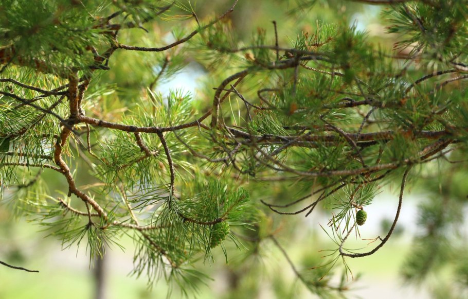 Ветви сосны хвоя