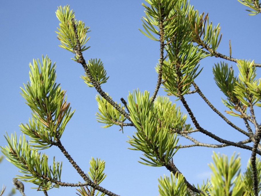 Ветви сосны