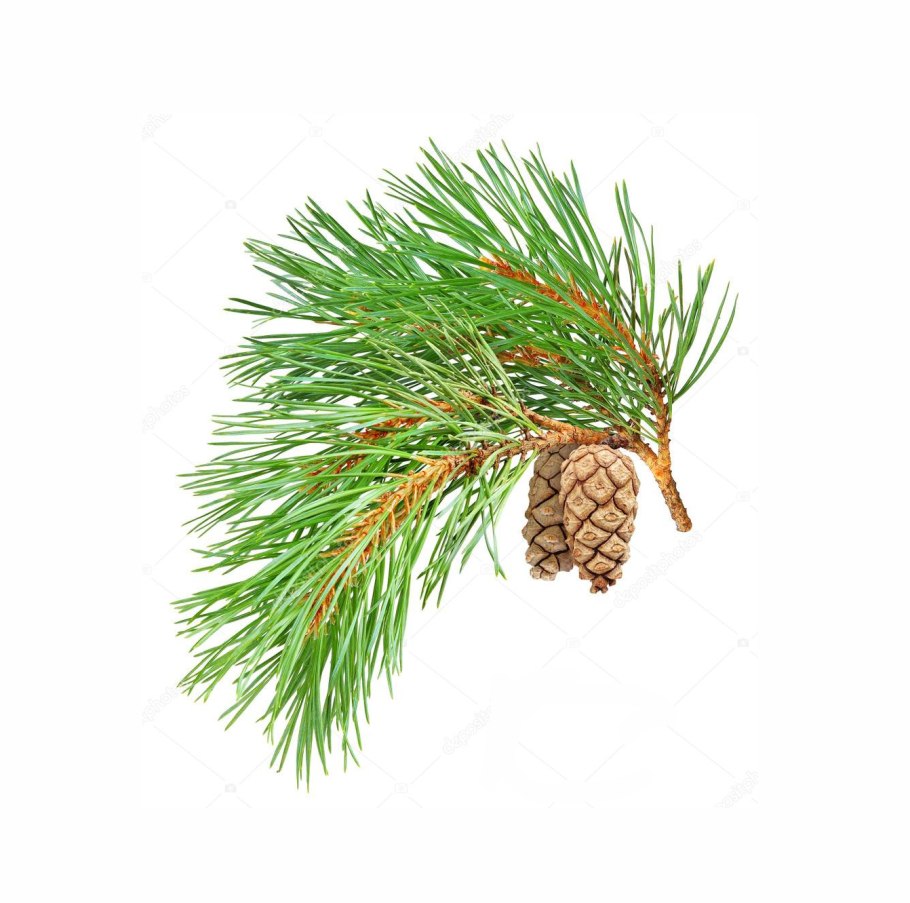 Ветка сосны