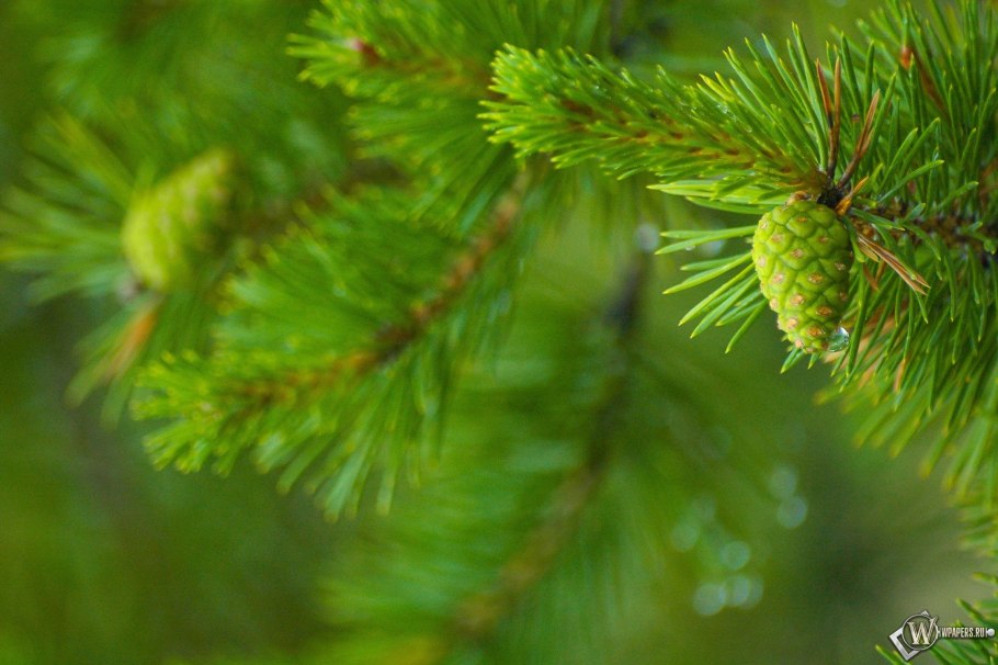 Зеленые шишки кедра