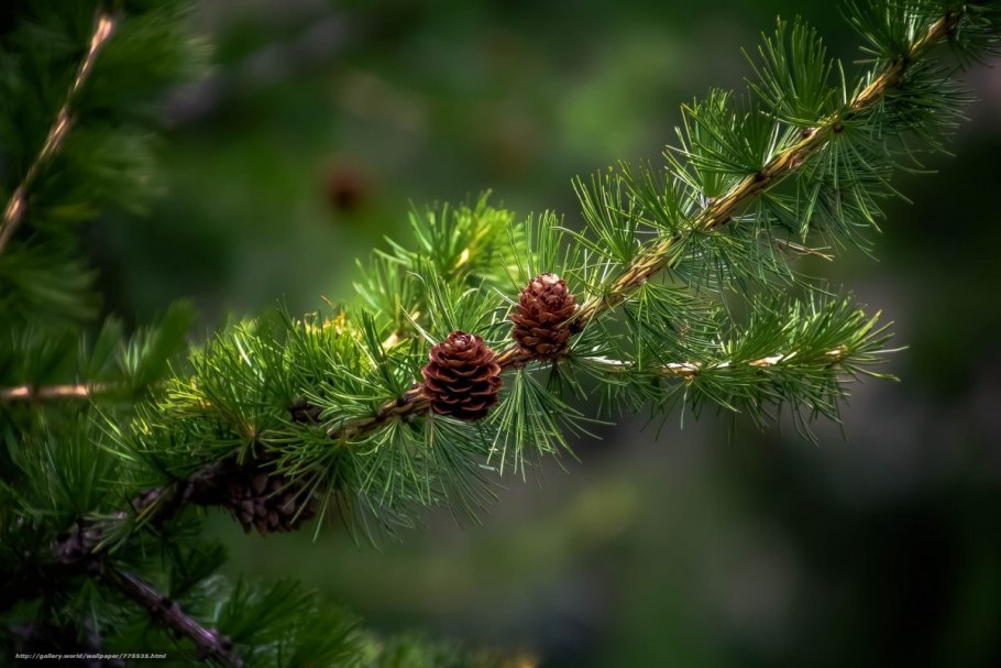 Веточки хвоинки