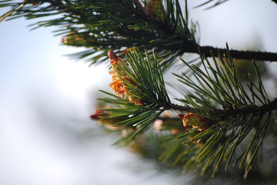 Большая ветка сосны