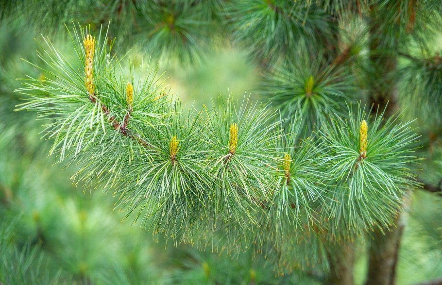 Ветка Крымской сосны