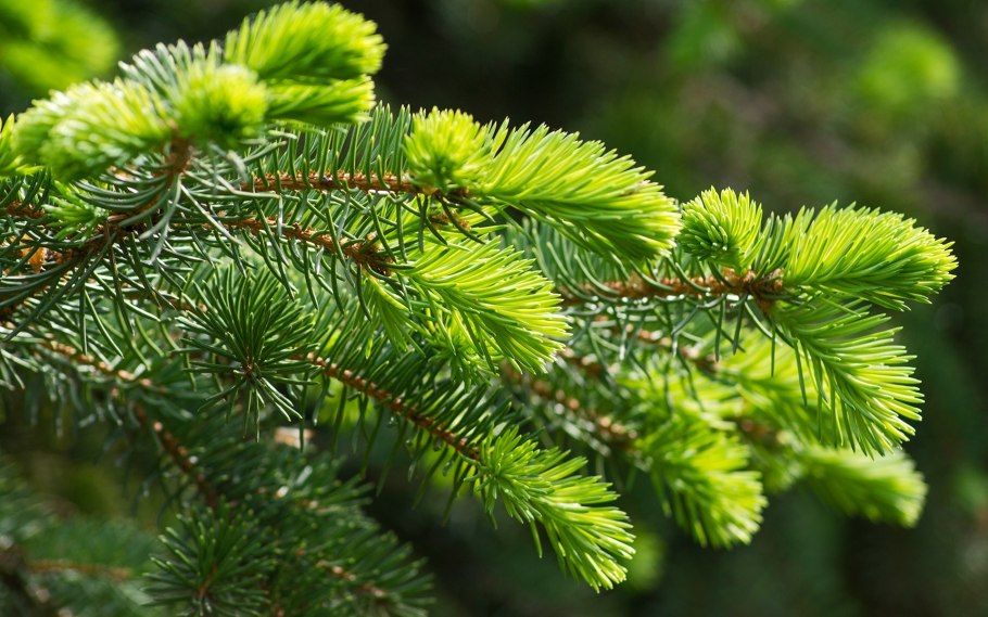 Хвоинки сосна и ель