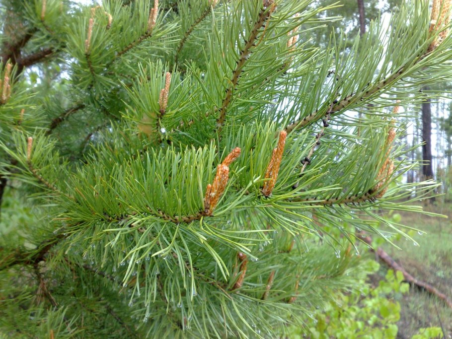 Веточка сосны обыкновенной