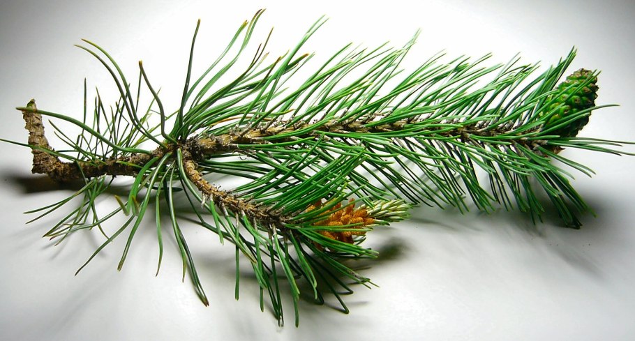 Хвоинки сосна и ель