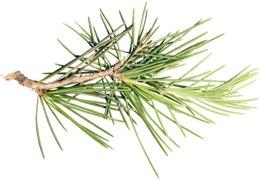 Сосна Кедровая ВЕТКИВЕТКИ