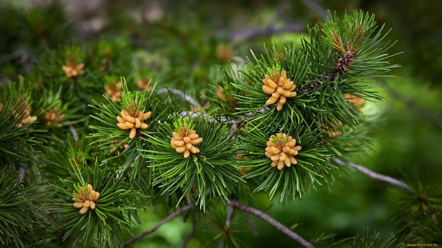 Кедровый стланик
