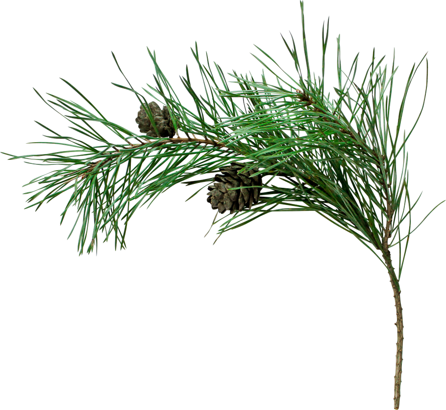 Веточки хвойники шишки