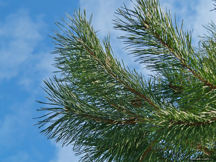 Пиния хвоинки