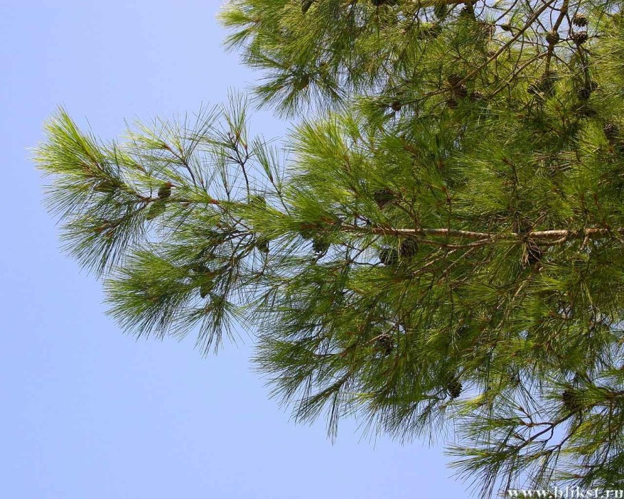 Ветви сосны