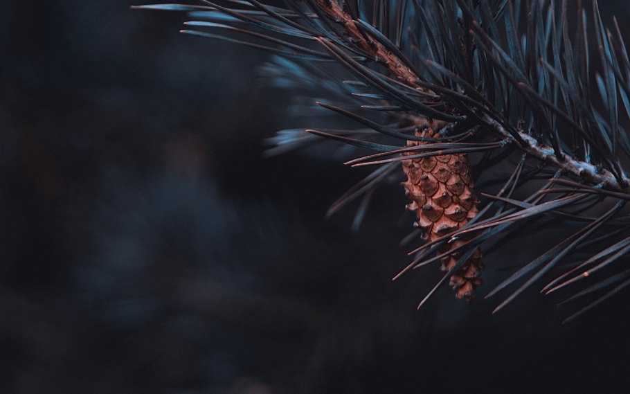 Ветка сосны