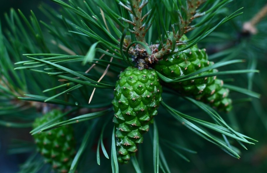 Сосновые шишки Нераскрытые