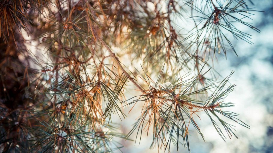 Сосна колючки