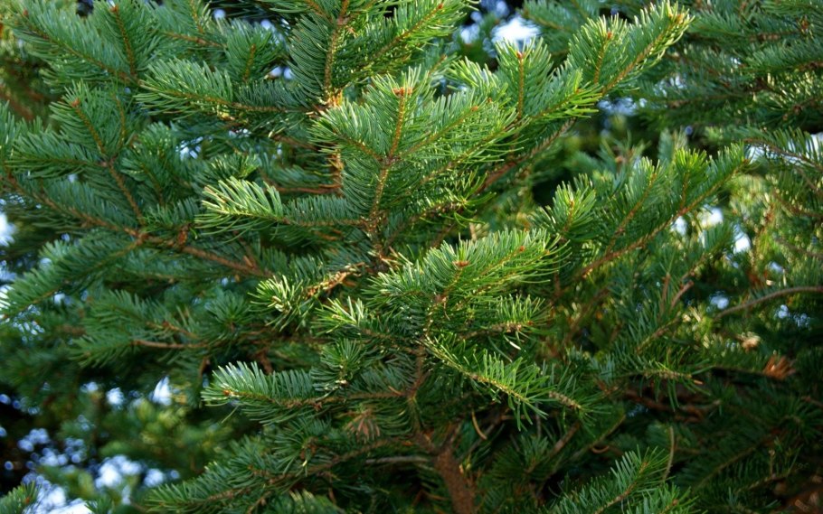 Еловая, Пихтовая, Сосновая лапы