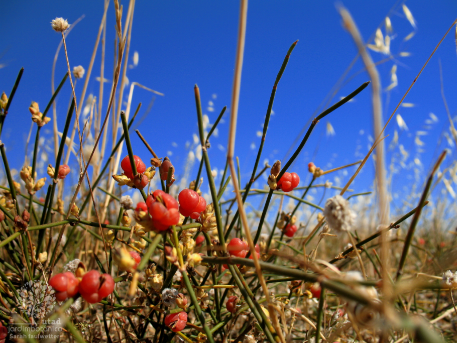 Эфедра Даурская