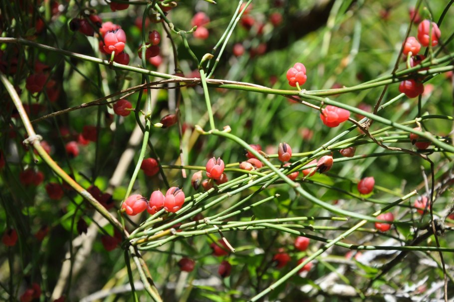 Хвойник двухколосковый Ephedra distachya