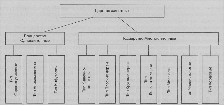 Classification of Plants