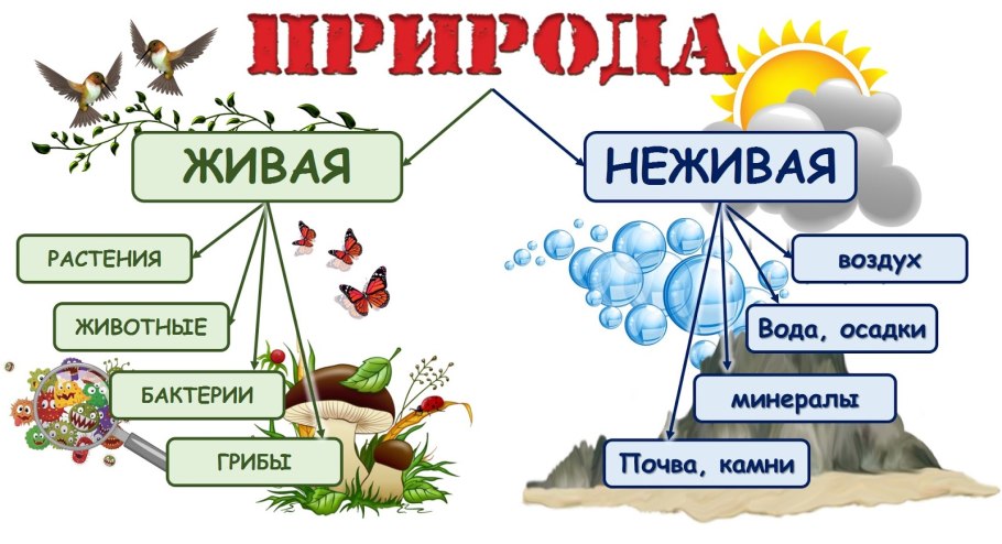 Систематика царство животные схема