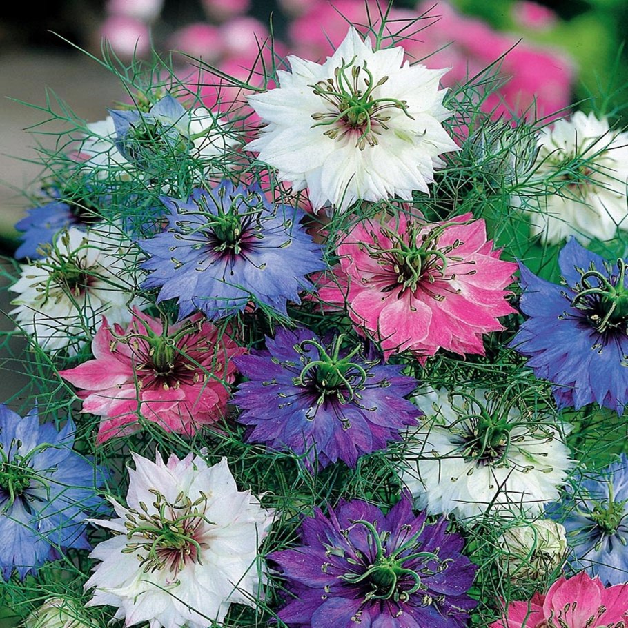 Нигелла дамасская микс