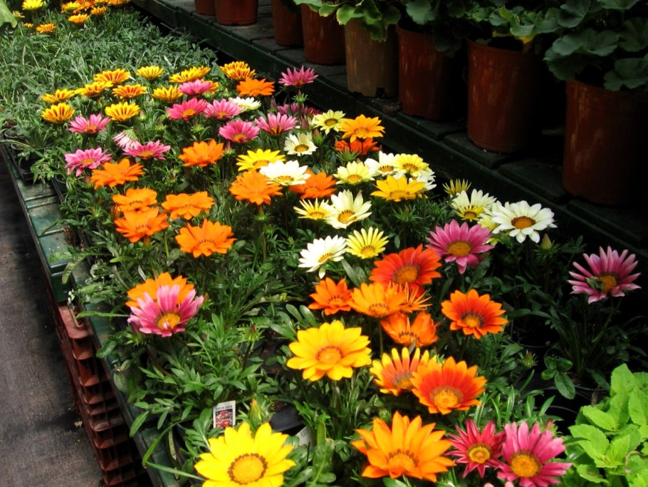 Газания гибридная смесь