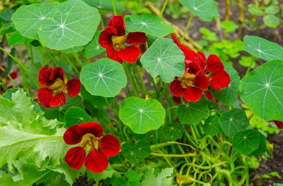 Нигелла посевная