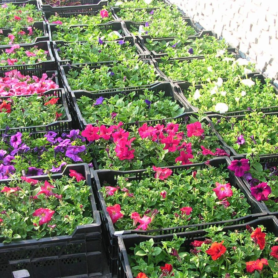 Кенозерский национальный парк Флора