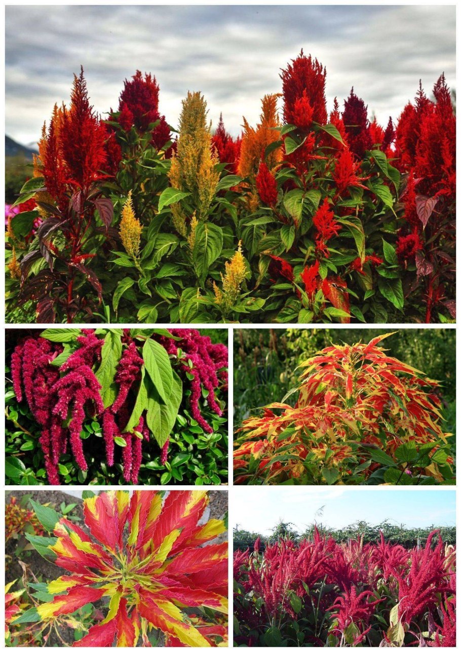 Миксбордер многолетники двулетники однолетники