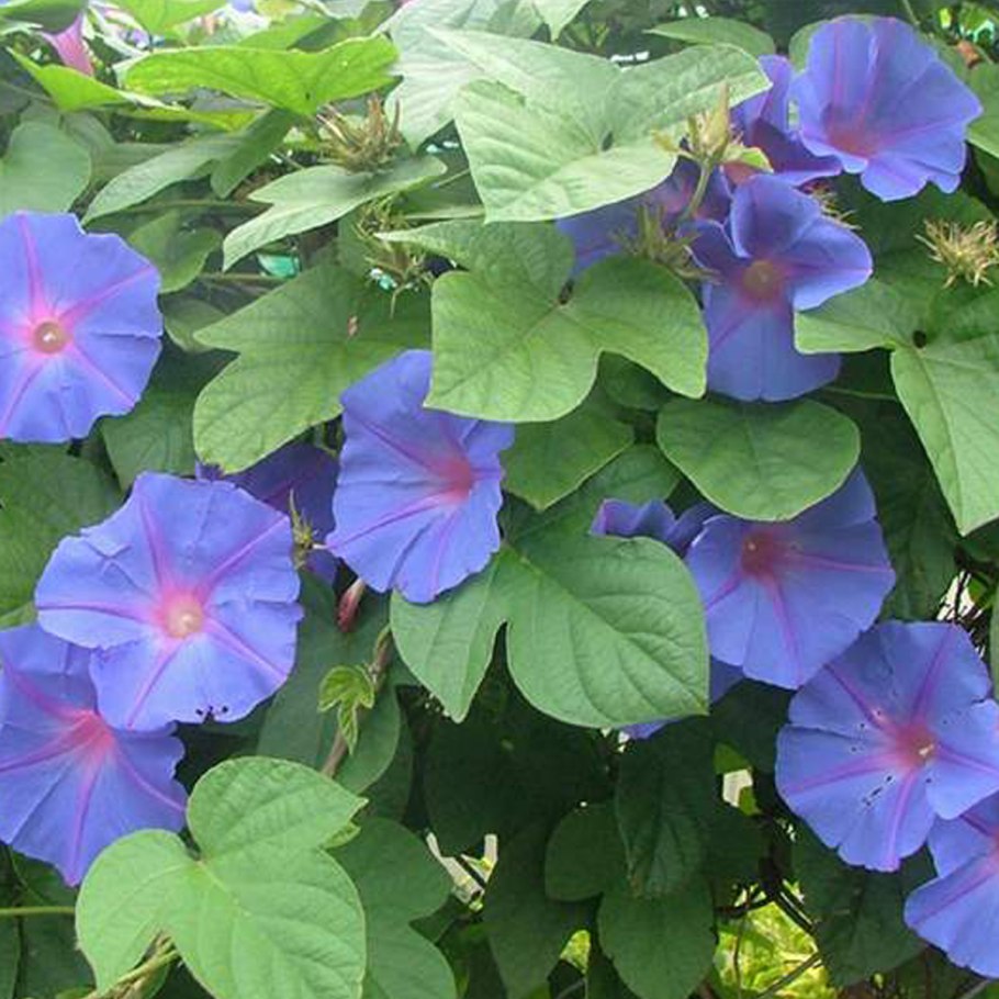 Космея Дварф Сенсейшн