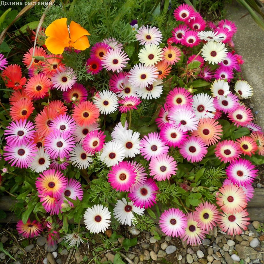 Остеоспермум Акила Purple