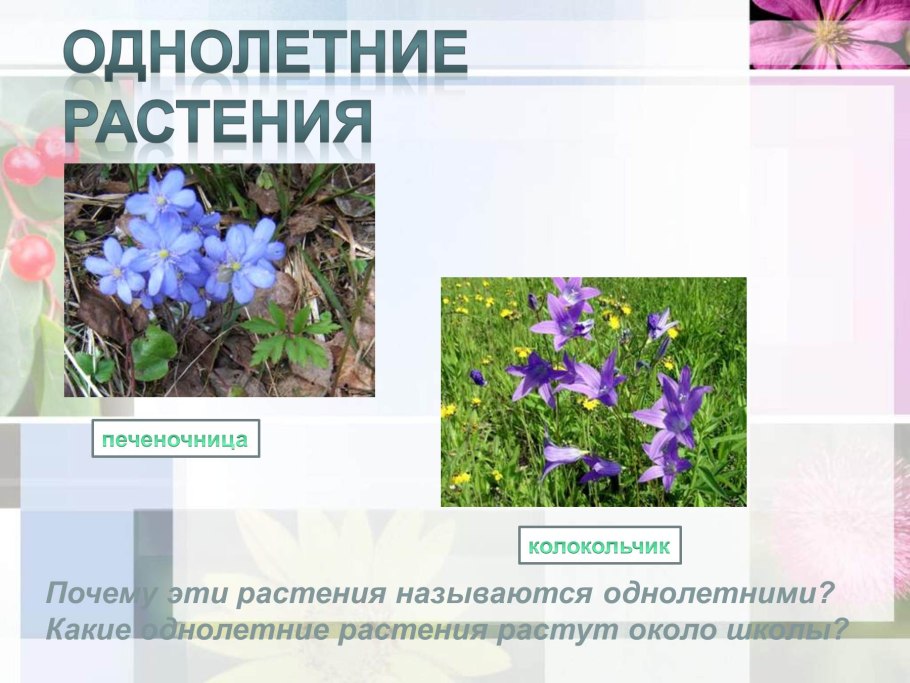 Ранункулюс многолетний или однолетний