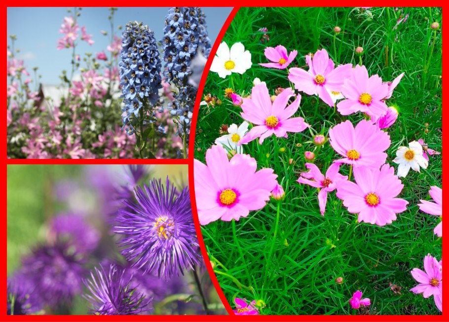 Подсолнуховые поля Прованса