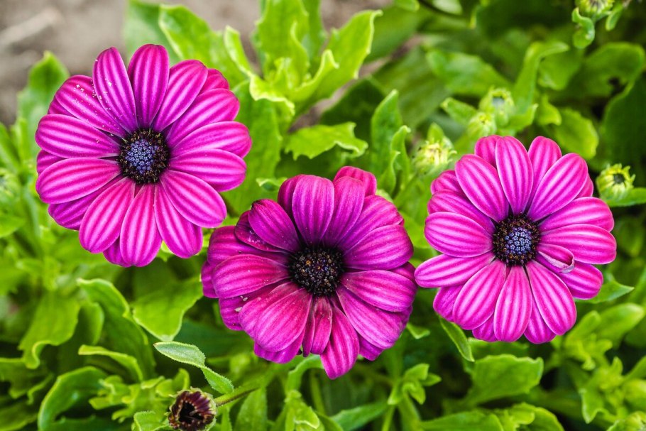 Однолетник остеоспермум