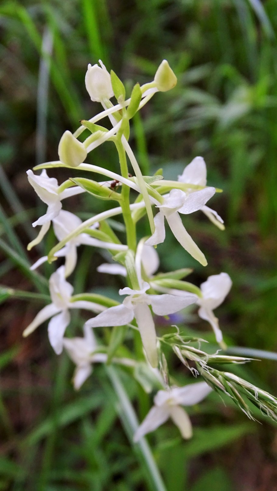 Любка зеленоцветковая — Platanthera chlorantha