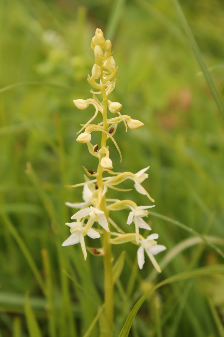Любка зеленоцветковая — Platanthera chlorantha