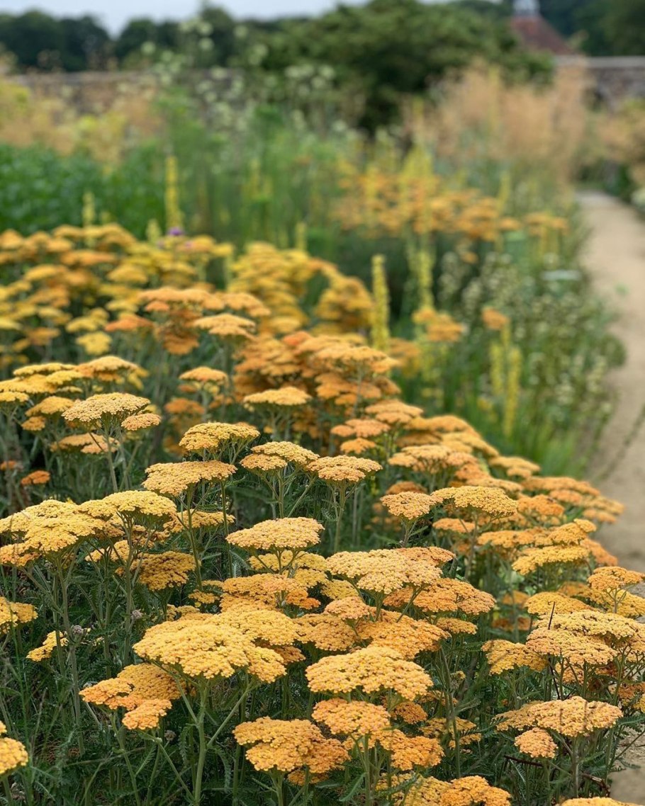 Achillea sibirica