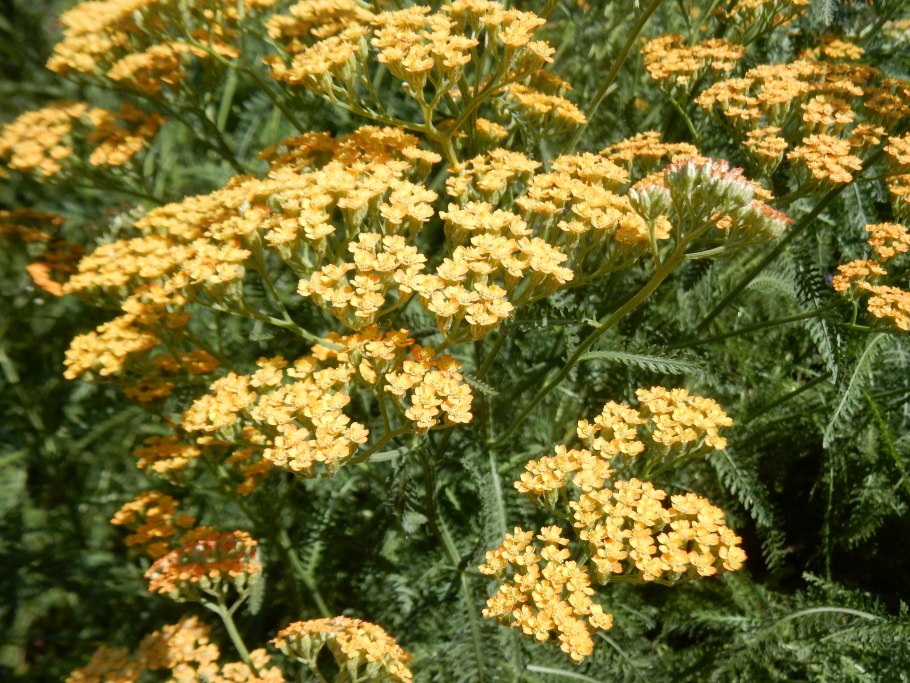 Тысячелистник обыкновенный (Achillea millefolium `Apricot Beauty`)
