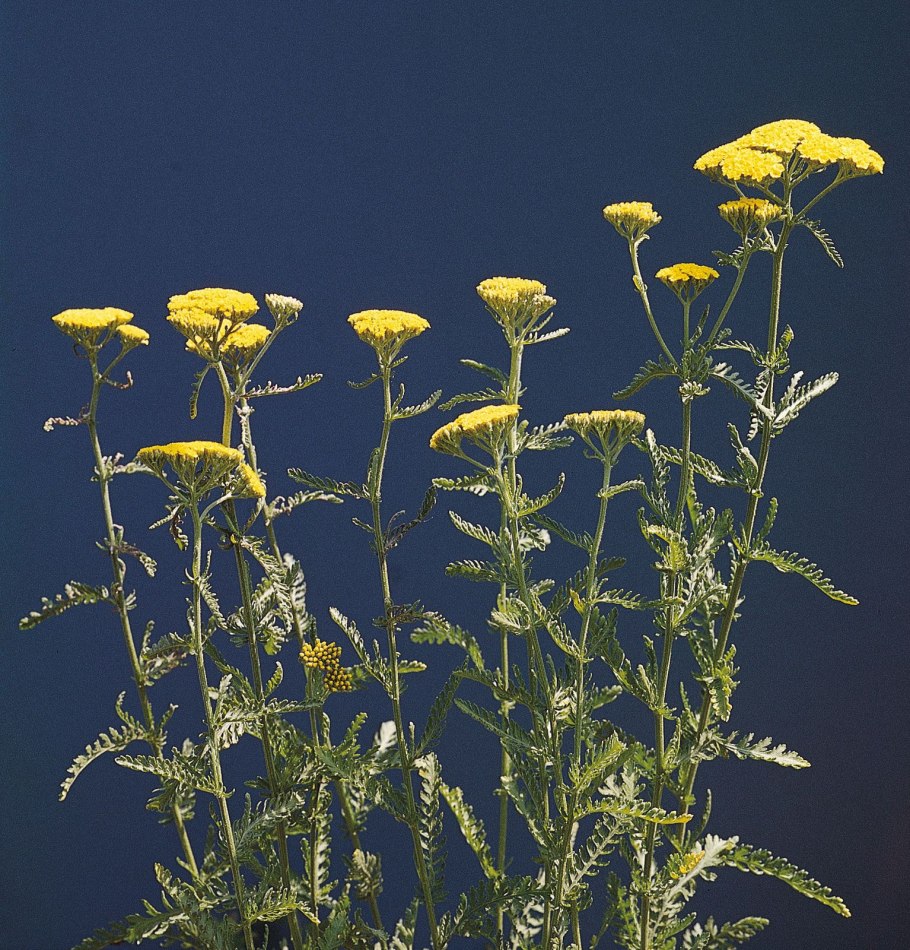 Тысячелистник Achillea millefolium Terracotta